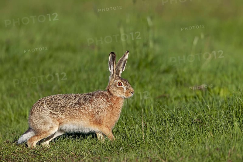 European hare (Lepus europaeus) in the Vaaler Moor, Germany