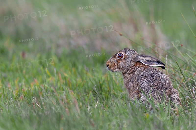 The laid-back ears signalise that the brown hare (Lepus europaeus) is about to press into the grass or take flight, Germany
