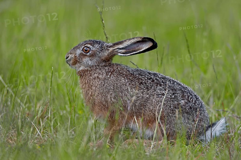 A young brown hare (Lepus europaeus) is alert, young hare, Germany