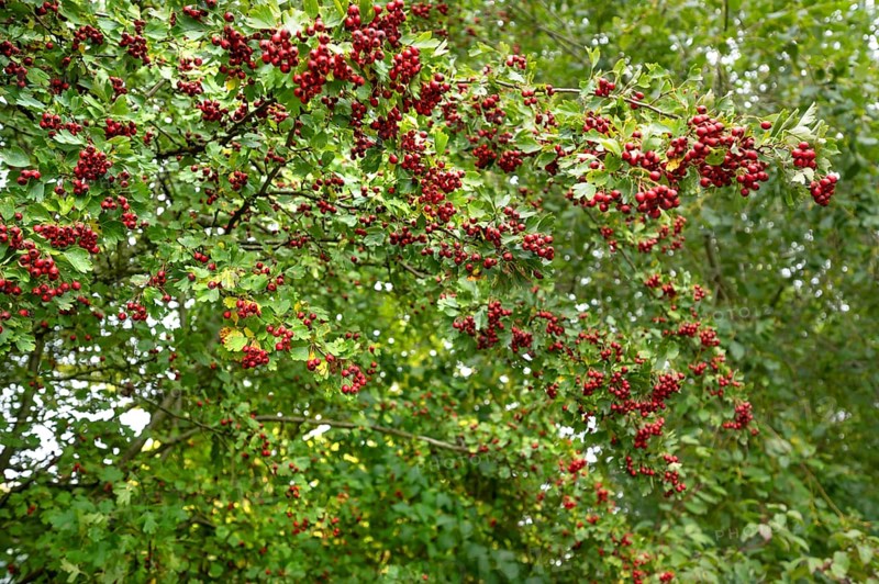 Dark red fruits of hawthorn (Crataegus), Bavaria, Germany