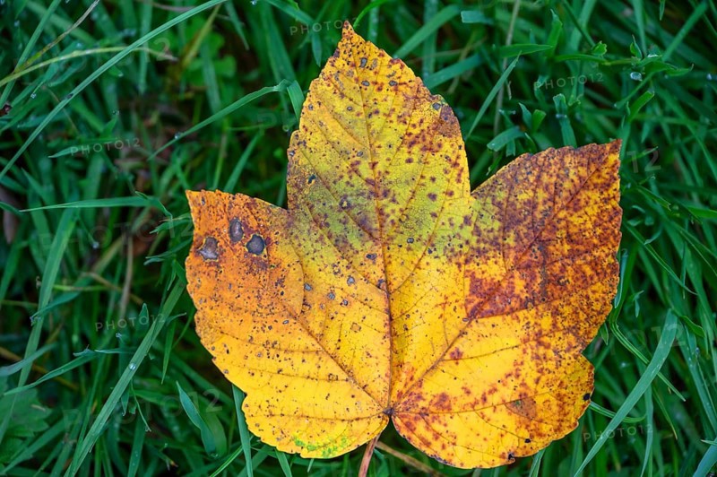Fallen, autumnal maple leaf (Acer), Franconia, Bavaria, Germany