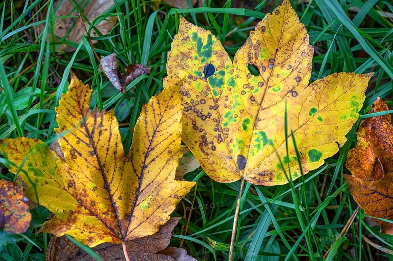 Fallen, autumnal maple leaves (Acer), Franconia, Bavaria, Germany
