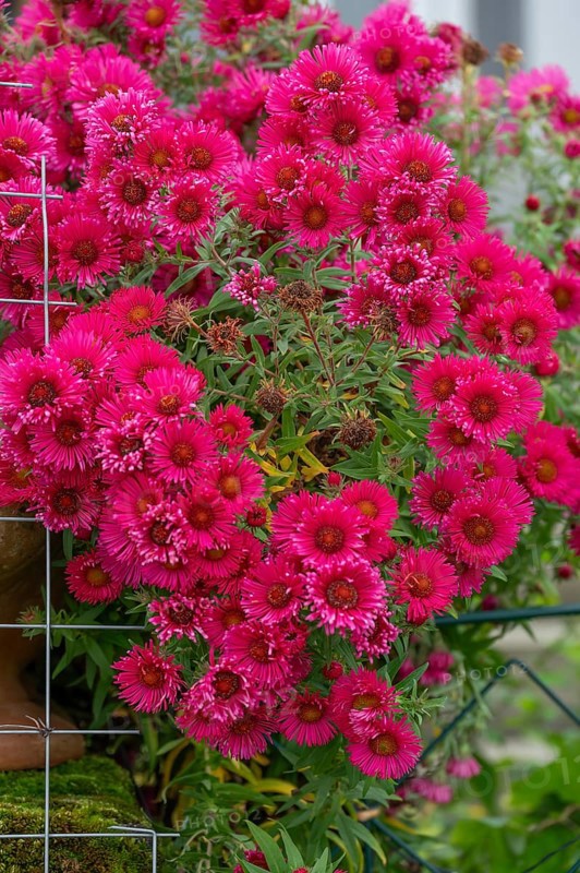 Red flowering autumn asters (Symphyotrichum), Franconia, Bavaria, Germany