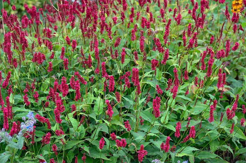 Candle knotweed (Bistorta amplexicaulis), Franconia, Bavaria, Germany