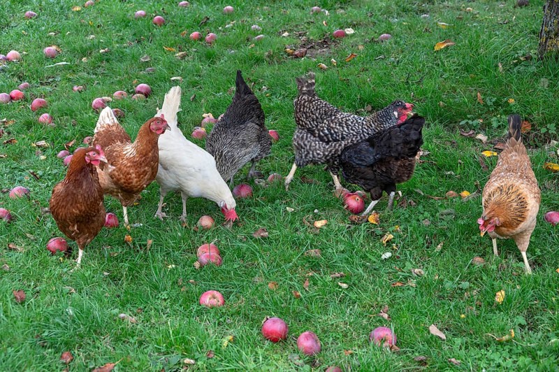 Chickens (Gallus gallus domesticus) in a meadow with fallen apples (Malus), Morschreuth, Upper Franconia, Bavaria, Germany
