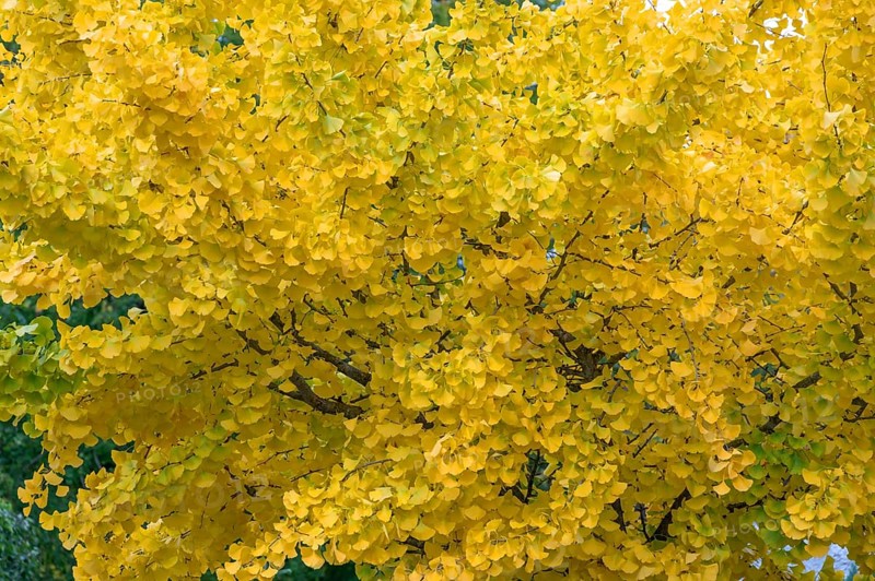 Yellow, autumn-coloured leaves from the ginkgo tree (ginkgo biloba), Franconia, Bavaria, Germany