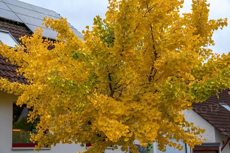 Yellow, autumn-coloured ginkgo tree (ginkgo biloba), Franconia, Bavaria, Germany