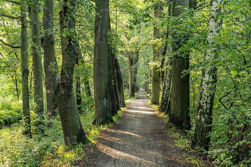 Hiking trail in Spreewald, Lübbenau/Spreewald, Brandenburg, Germany
