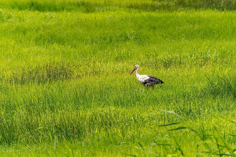 Stork in the Spreewald near Lübbenau/Spreewald, Brandenburg, Germany