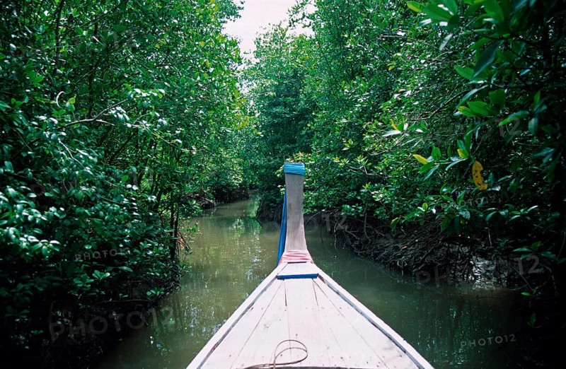 Boat trip through the mangrove jungle near Krabbi, two years in front of the tsunami, Thailand, December 2002, vintage, retro, old, historic