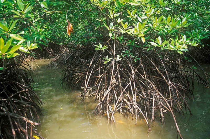 Mangrove jungle near Krabbi, two years in front of the tsunami, Thailand, December 2002, vintage, retro, old, historic