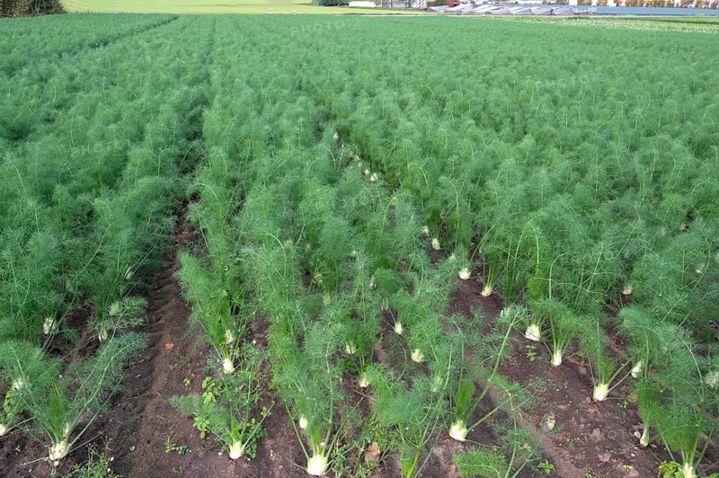 Fennel cultivation (Foeniculum vulgare) in Knoblauchsland, vegetable growing area, Nuremberg, Middle Franconia, Bavaria, Germany