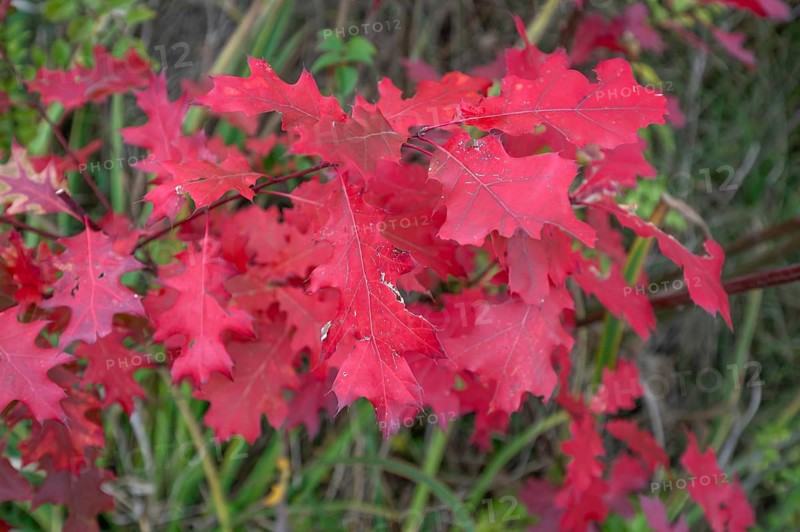 Leaves of the red oak, (Prunus domestica subsp. domestica), Bavaria, Germany
