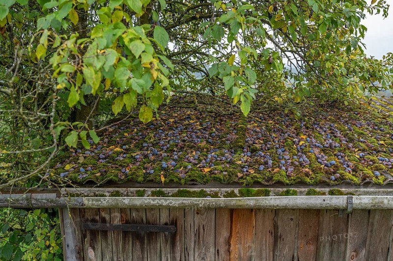 Fallen fruit, fallen plums (Prunus domestica subsp. domestica) on a roof, Kirchrüsselbach, Middle Franconia, Bavaria, Germany