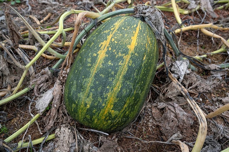 Ripe spaghetti squash (Cucurbita pepo) on a bush Kichrüsselbach, Middle Franconia, Bavaria, Germany