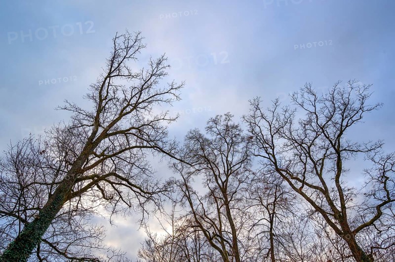 Leafless oak trees against the sky in late autumn, Bavaria, Germany