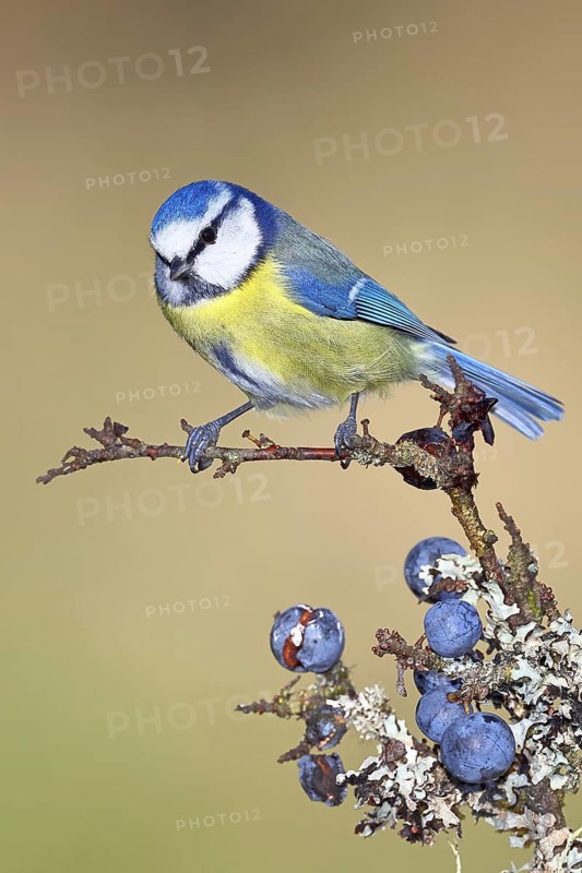 Blue tit (Parus caeruleus), sitting on a branch in a blackthorn bush, (Prunus spinosa), sloes, with ripe fruit, autumn, wildlife, animals, tit family, songbird, birds, Wilnsdorf, North Rhine-Westphalia, Germany
