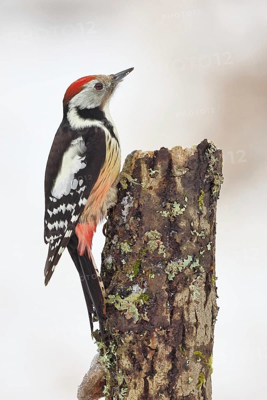 Middle spotted woodpecker (Dendrocopos medius) foraging on dead wood of an oak (Quercus), Wilnsdorf, North Rhine-Westphalia, Germany
