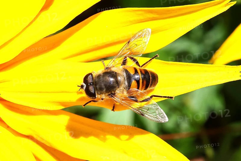 Mock bee wedge-spotted hoverfly (Eristalis tenax), on yellow coneflower (Echinacea paradoxa), Wilnsdorf, North Rhine-Westphalia, Germany