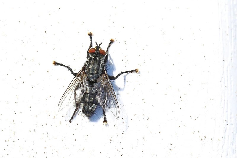 Sarcophaga carnaria (Sarcophaga carnaria), on a park bench, Wilnsdorf, North Rhine-Westphalia, Germany