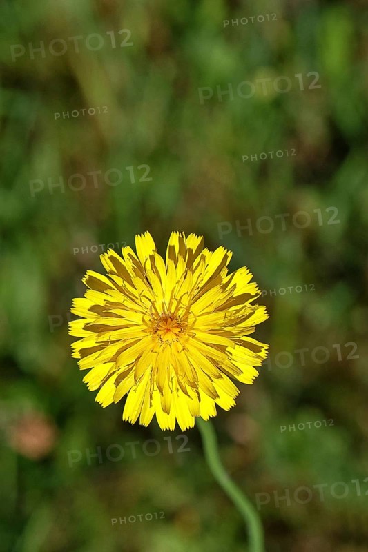 Mouse-ear hawkweed, also known as Lesser mouse-eared hawkweed or long-haired hawkweed (Hieracium pilosella), medicinal plant used medicinally as a diuretic, it also has a mild psychoactive effect that has been compared to that of cannabis, Wilnsdorf, North Rhine-Westphalia, Germany