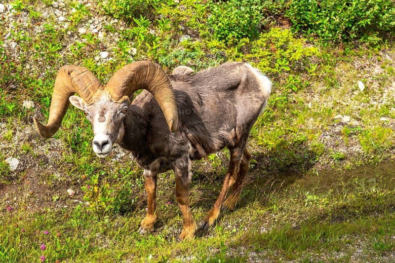 Bighorn sheep with large, curved horns grazing in a lush meadow within jasper national park, highlighting the stunning beauty of canadian wildlife in its natural habitat
