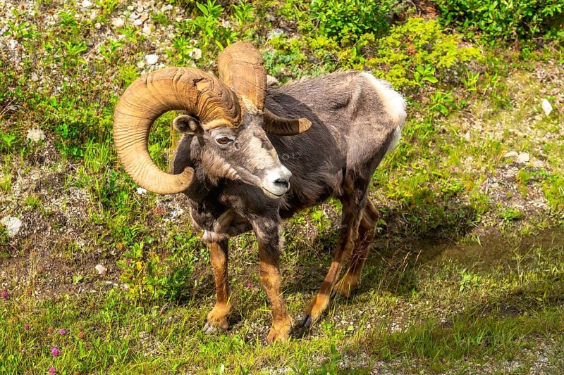 Bighorn sheep with large curled horns standing in a grassy meadow near maligne lake in jasper national park, alberta, canada, enjoying the summer sunshine and natural environment