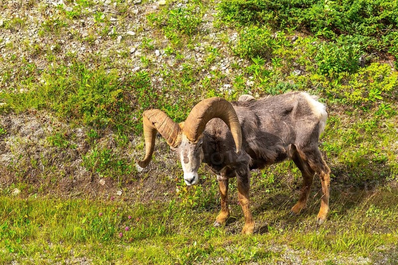 Bighorn sheep with large curved horns grazes peacefully in the lush green meadows near maligne lake in jasper national park, showcasing the park's diverse wildlife and stunning natural beauty