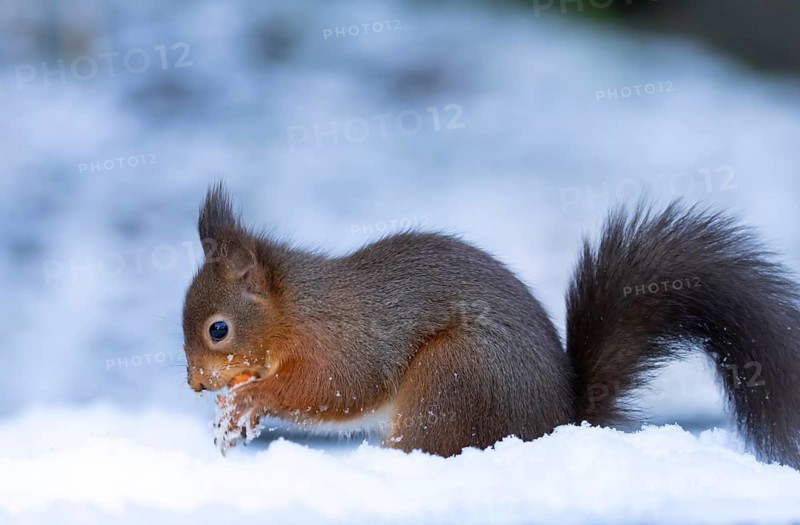 Red squirrel (Sciurus vulgaris) adult animal collecting a hazel nut in snow in winter, England, United Kingdom