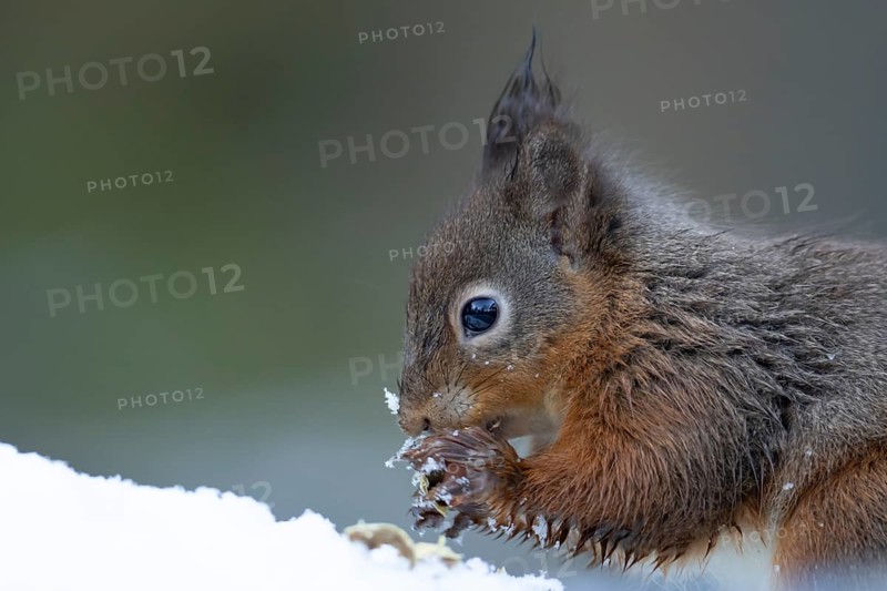 Red squirrel (Sciurus vulgaris) adult animal eating a nut in a snow covered woodland in winter, England, United Kingdom