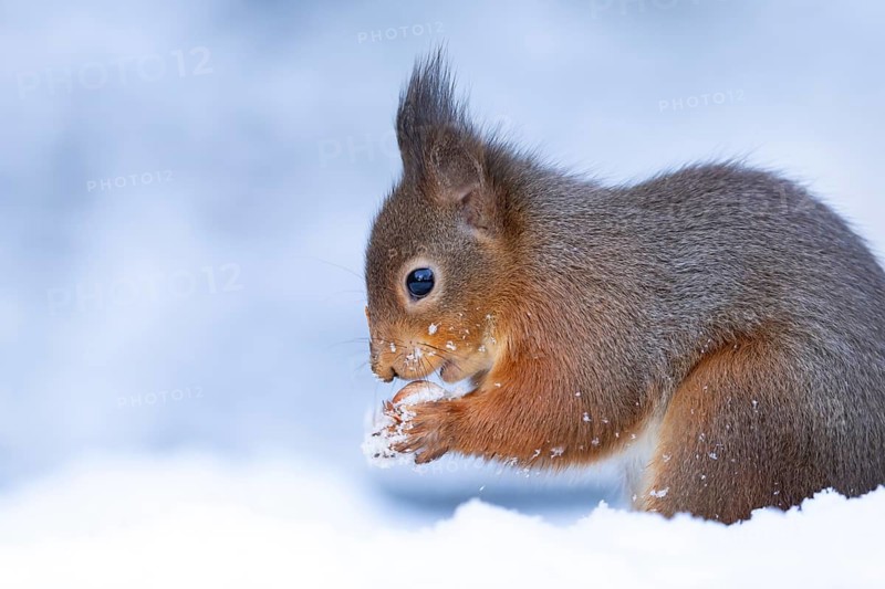 Red squirrel (Sciurus vulgaris) adult animal eating a hazel nut in snow in winter, England, United Kingdom