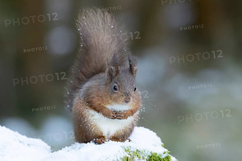 Red squirrel (Sciurus vulgaris) adult animal on a snow covered stone wall in winter, England, United Kingdom