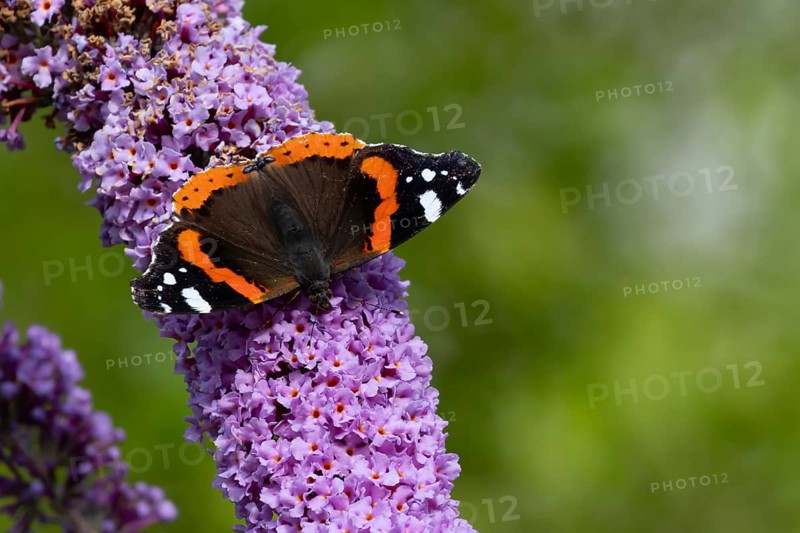 Red admiral butterfly (Vanessa atalanta) adult insect feeding on a garden purple Buddleja or Buddleia plant flowers in summer, England, United Kingdom