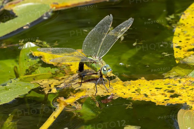 Emperor dragonfly (Anax imperator) adult female insect egg laying or ovipositing on the water surface of a pond in summer, England, United Kingdom