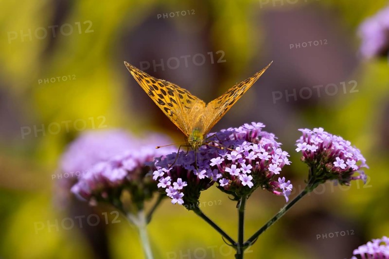 Silver-washed fritillary butterfly (Argynnis paphia) adult insect feeding on purple garden Verbena bonariensis flowers in summer, England, United Kingdom