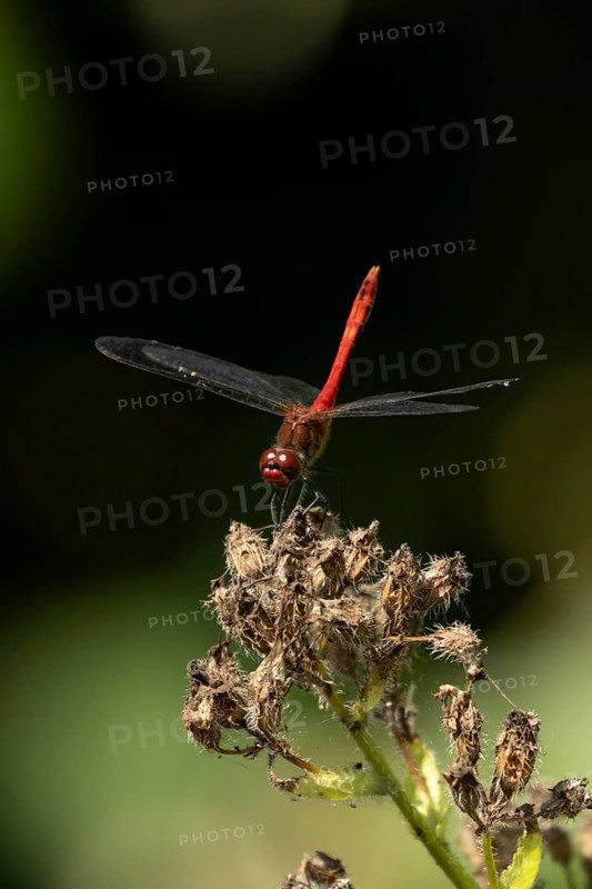 Ruddy darter dragonfly (Sympetrum sanguineum) adult insect on a plant seedhead in summer, England, United Kingdom