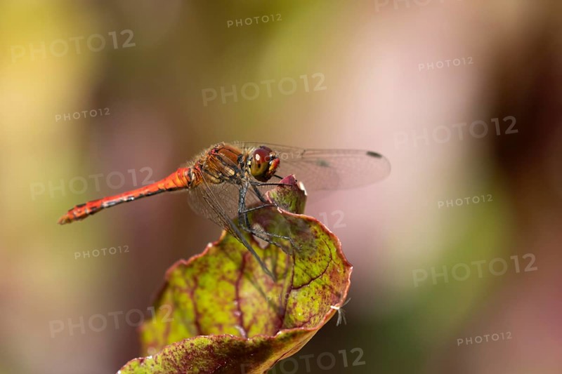 Ruddy darter dragonfly (Sympetrum sanguineum) adult insect on a garden Beetroot vegetable plant leaf in summer, England, United Kingdom