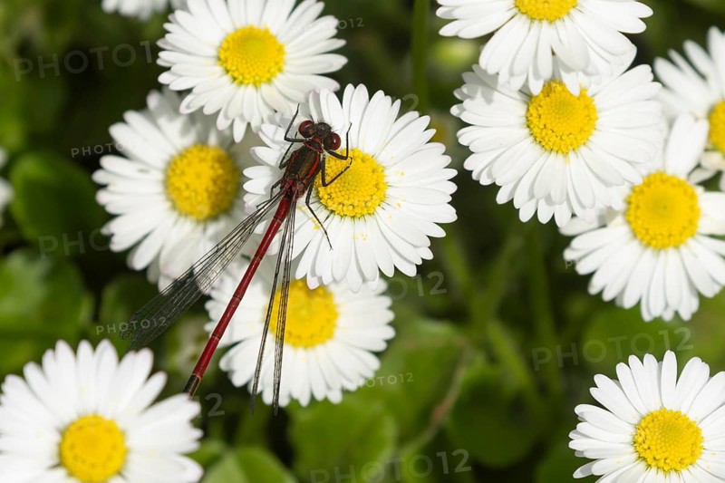 Large red damselfly (Pyrrhosoma nymphula) adult insect resting on a garden white daisy plant flower in summer, England, United Kingdom