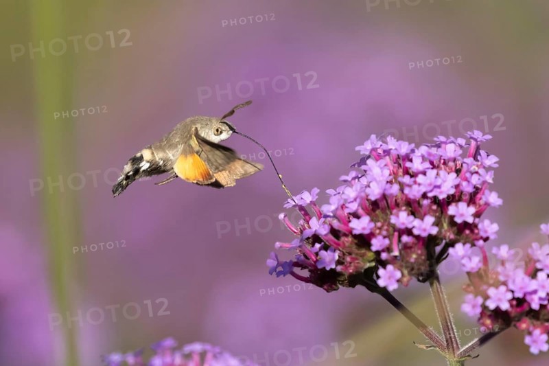 Hummingbird hawkmoth (Macroglossum stellatarum) adult moth insect day flying feeding on garden purple Verbena bonariensis flowers in summer, England, United Kingdom