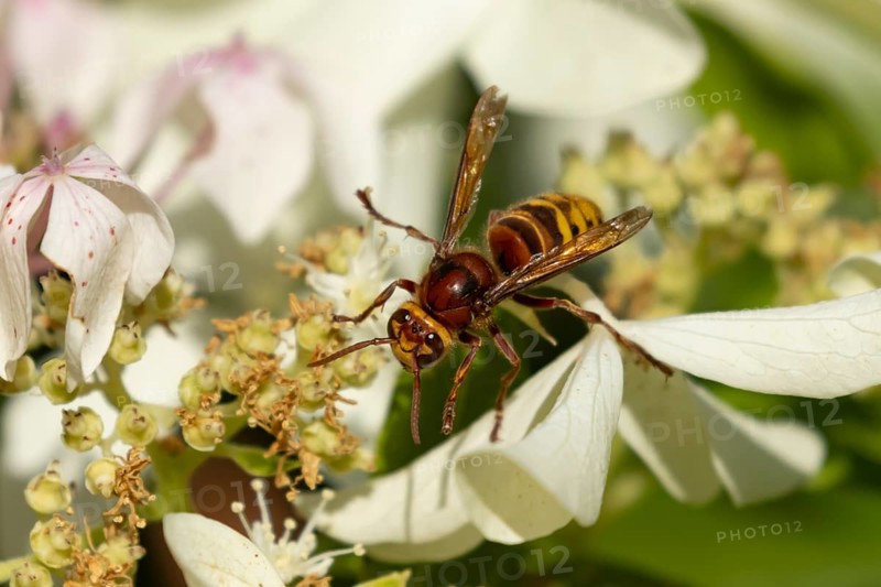 European hornet (Vespa crabro) adult insect feeding on a garden white plant flowers in summer, England, United Kingdom