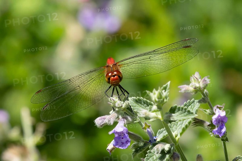 Ruddy darter dragonfly (Sympetrum sanguineum) adult insect on a garden Catmint flower in summer, England, United Kingdom