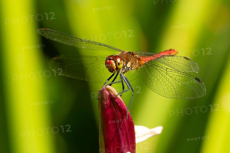 Ruddy darter dragonfly (Sympetrum sanguineum) adult insect on a garden Lily flower in summer, England, United Kingdom