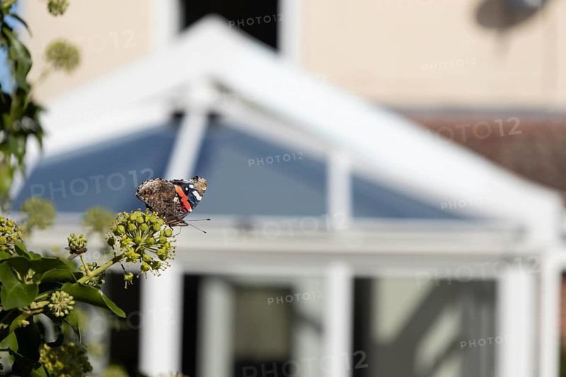 Red admiral butterfly (Vanessa atalanta) adult insect feeding on garden Ivy (Hedera helix) flowers with an urban house conservatory in the background in summer, England, United Kingdom