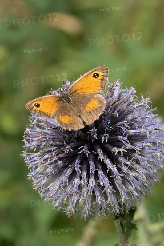 Gatekeeper butterfly (Pyronia tithonus) adult insect feeding on a garden Globe thistle flower in summer, England, United Kingdom