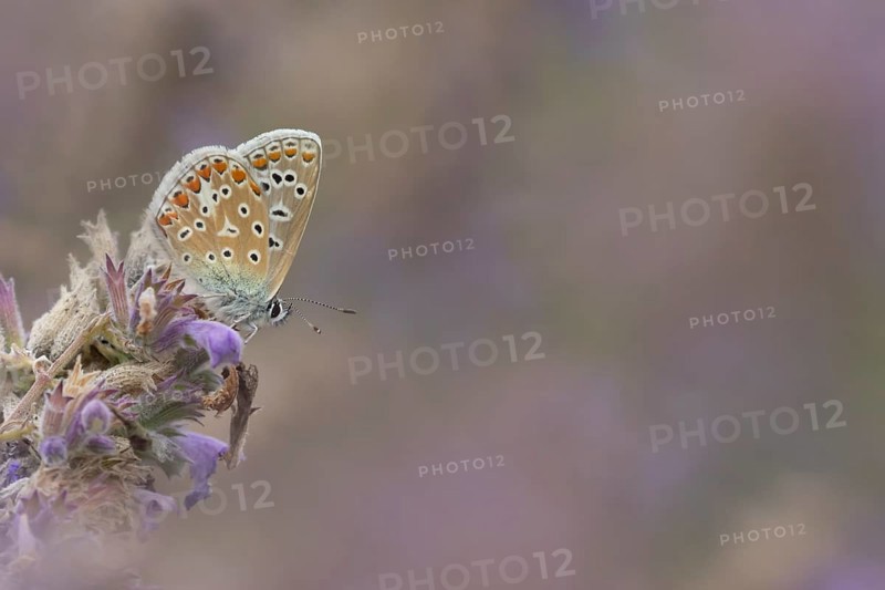 Common blue butterfly (Polyommatus icarus) adult insect feeding on garden Catmint flowers in summer, England, United Kingdom