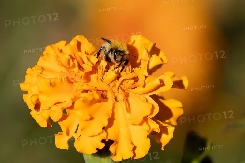 Common carder bumblebee (Bombus pascuorum) adult bee insect feeding on orange garden French marigold flowers in summer, England, United Kingdom