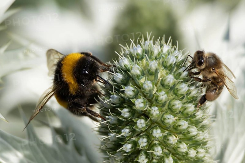 White-tailed bumblebee (Bombus lucorum) and Honey bee (Apis mellifera) adult bees feeding on garden Sea holly flowers in summer, England, United Kingdom
