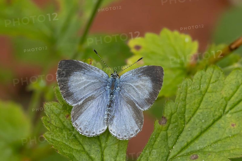 Holly blue butterfly (Celastrina argiolus) adult insect resting on a garden plant leaf in summer, England, United Kingdom