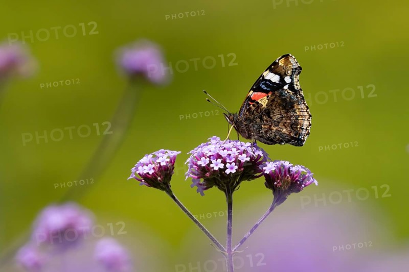 Red admiral butterfly (Vanessa atalanta) adult insect feeding on purple garden Verbena bonariensis flowers in summer, England, United Kingdom