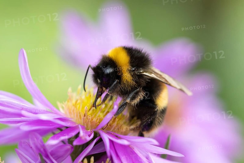 Garden bumblebee (Bombus hortorum) adult bee insect feeding on purple garden Aster plant flowers in summer, England, United Kingdom